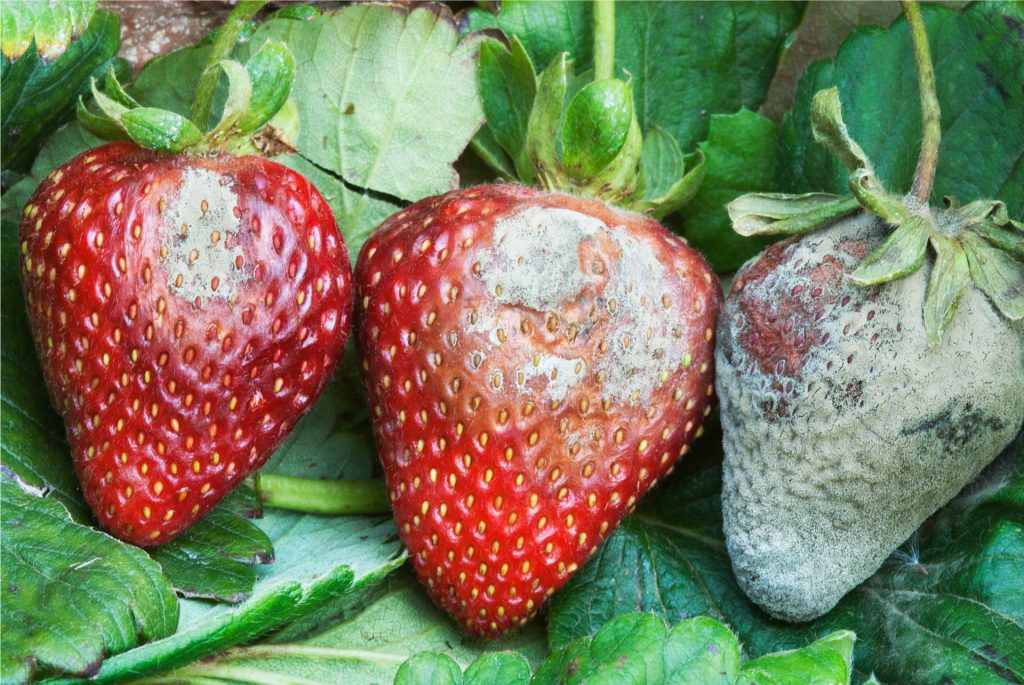 Botrytis Gray Mold on plant