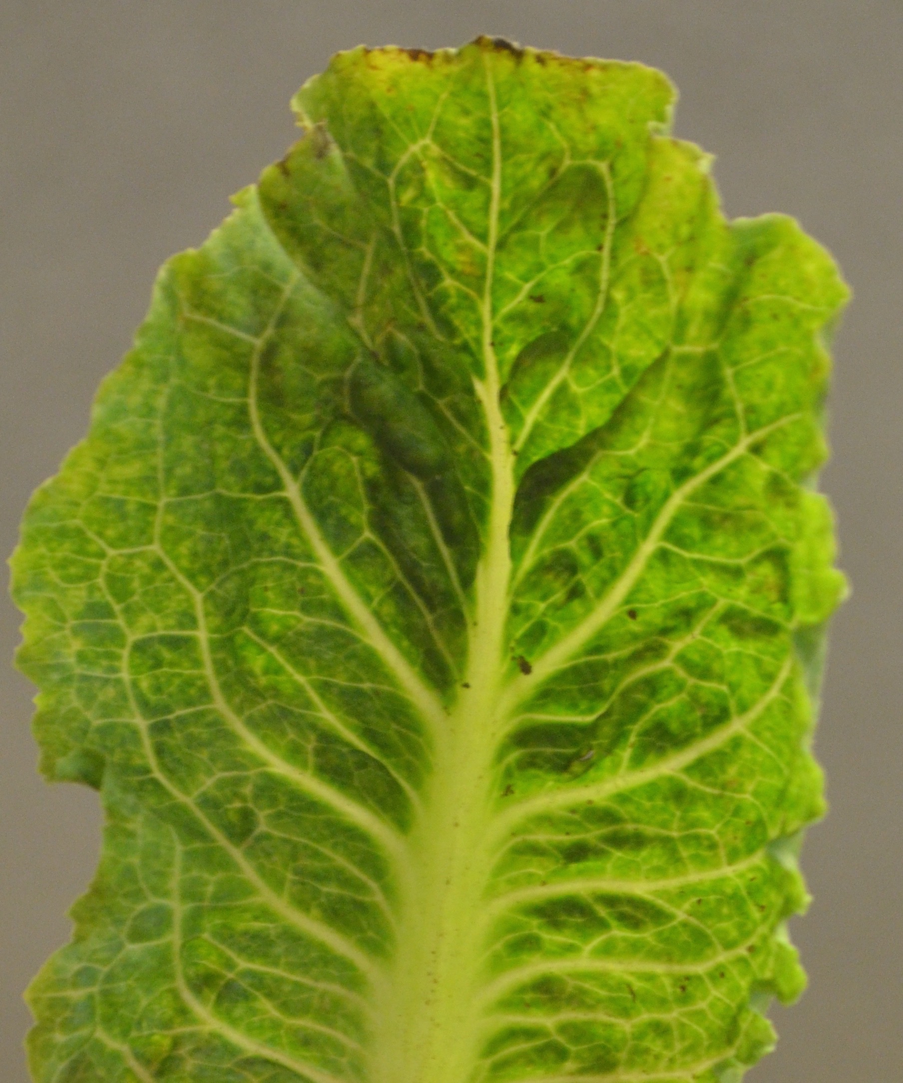 Lettuce Dieback New Virus Found To Be Associated With Soilborne Disease In Lettuce Progressive Crop Consultant