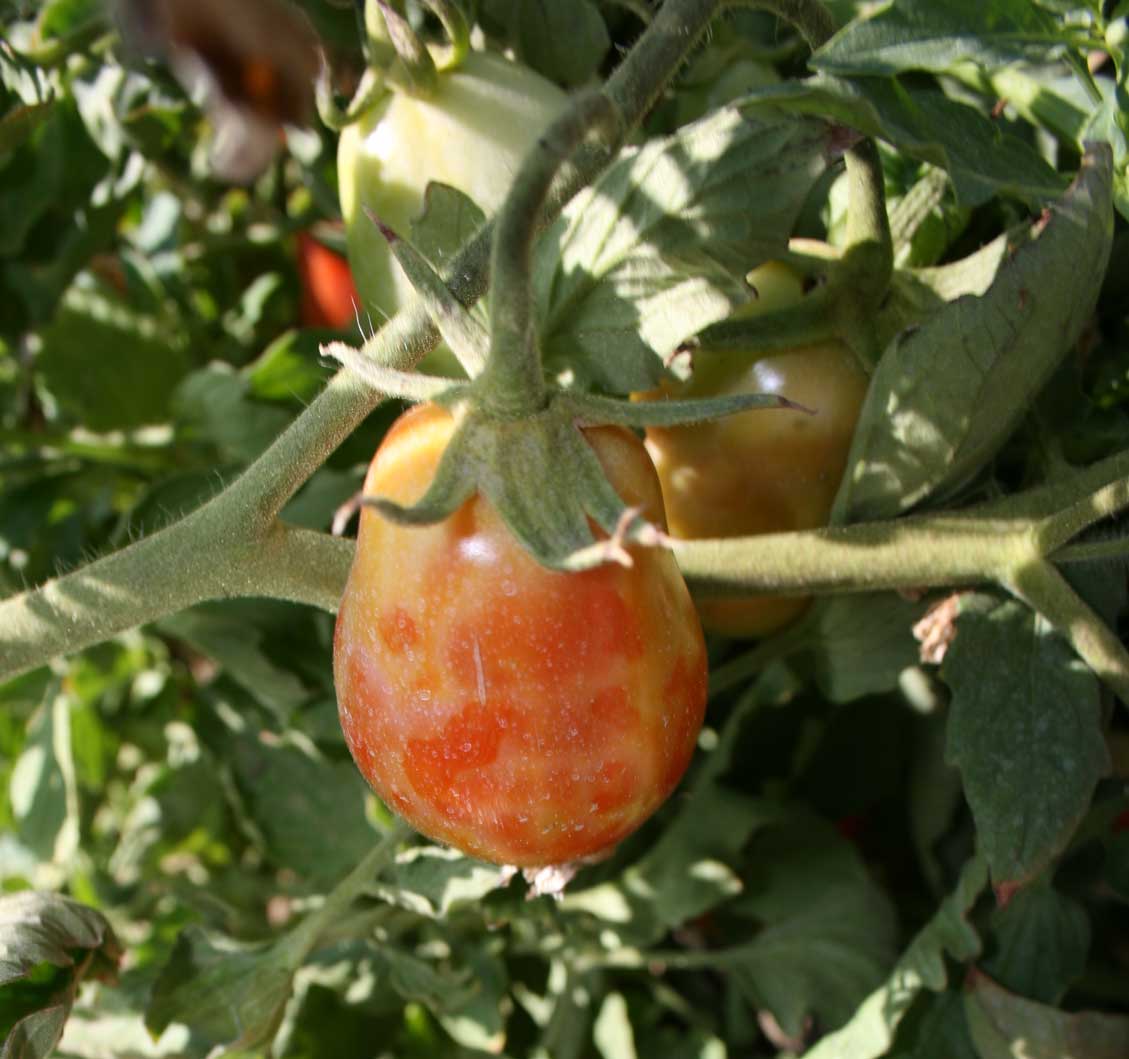 thrips damage tomato