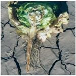 Fusarium—lettuce—4