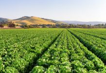 Sym-Agro Inc. and Biofungitek SL Announce USA Distribution Agreement for BEREZI ® Fungicide