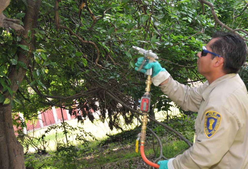 ACP Control With Systemic Insecticides - Progressive Crop Consultant
