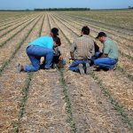 Farmers and consultants examining crop residue