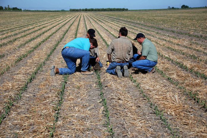 Farmers and consultants examining crop residue