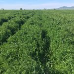 Winter vetch cover crop