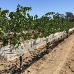 Shade cloth on fruit-zone