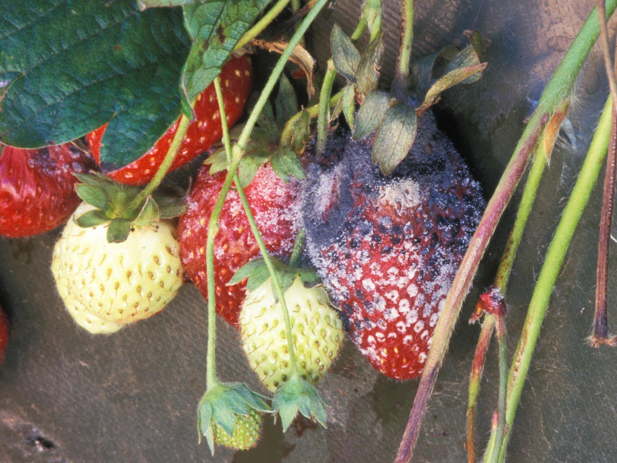 Botrytis Gray Mold  Scouting Guide for Problems of Strawberry