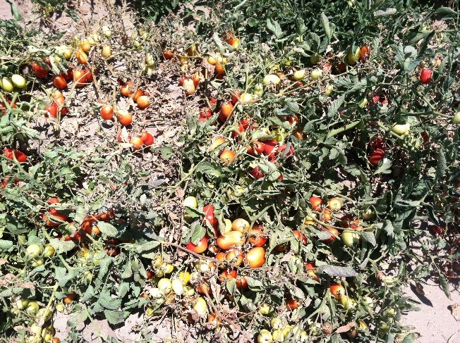 southern blight tomato