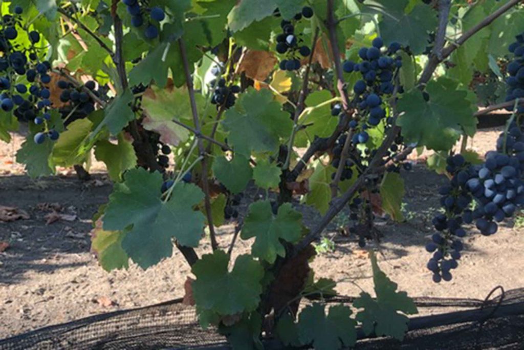 Angled Shoot Projection (SASP) Trellis Design Progressive Crop Consultant