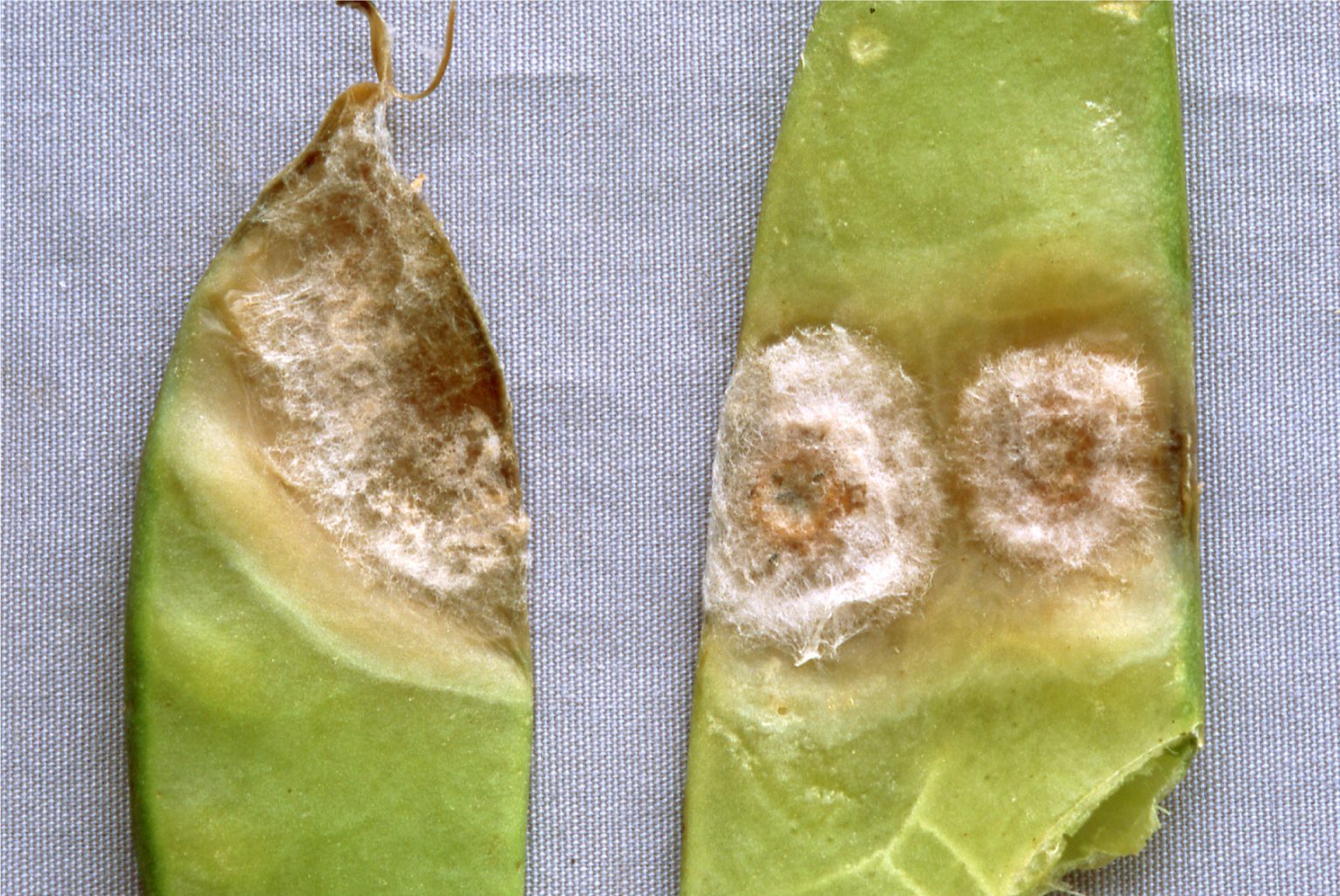 The Botrytis Gray Mold Fungus: Pervasive Pathogen, Formidable Foe ...