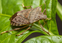 The Brown Marmorated Stink Bug Is (Still) Invading California