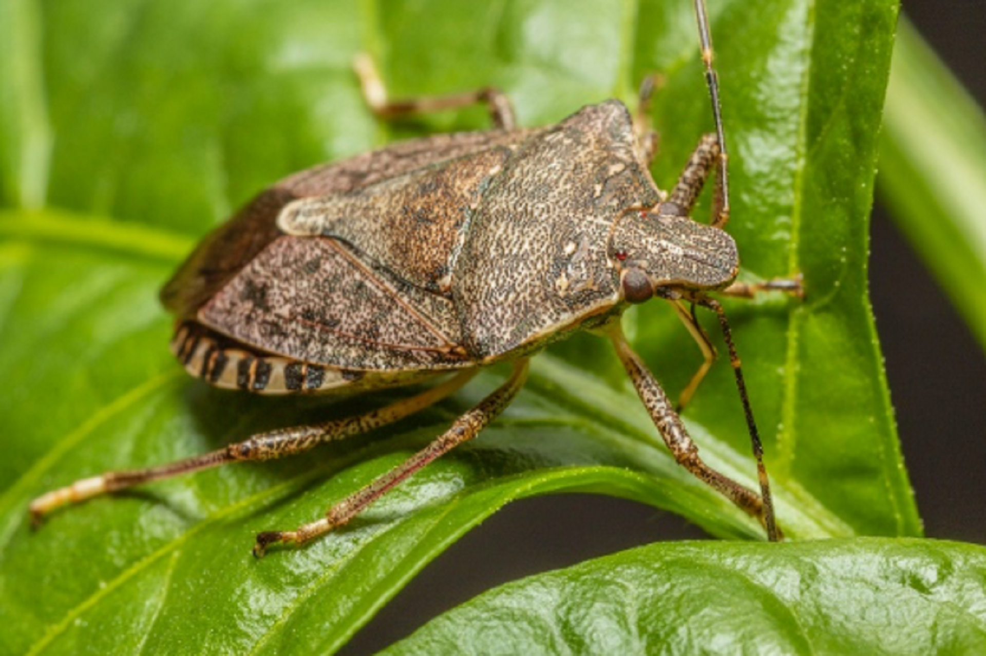 Brown Marmorated Stink Bug