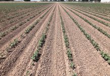 Screening of 1,000 Acala Cotton Lines