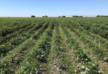 Controlling Herbicide-Resistant and Perennial Weeds in California Cotton