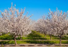Economic Trends in Almond Production