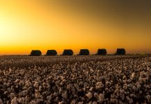 Maintaining Fusarium Wilt Race 4 (FOV4) Resistance/Tolerance of Cotton