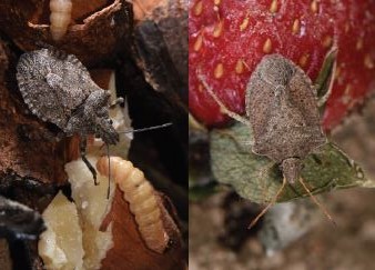 Adult Euschistus (top) and Brochymena (bottom) species, lookalikes of the brown marmorated stink bug that can be found in California pistachios. Note that Euschistus is missing the brown-white banded antennae and Brochymena has ‘rough shoulders’ as well as an uneven front. (Photos courtesy of K. Daane)