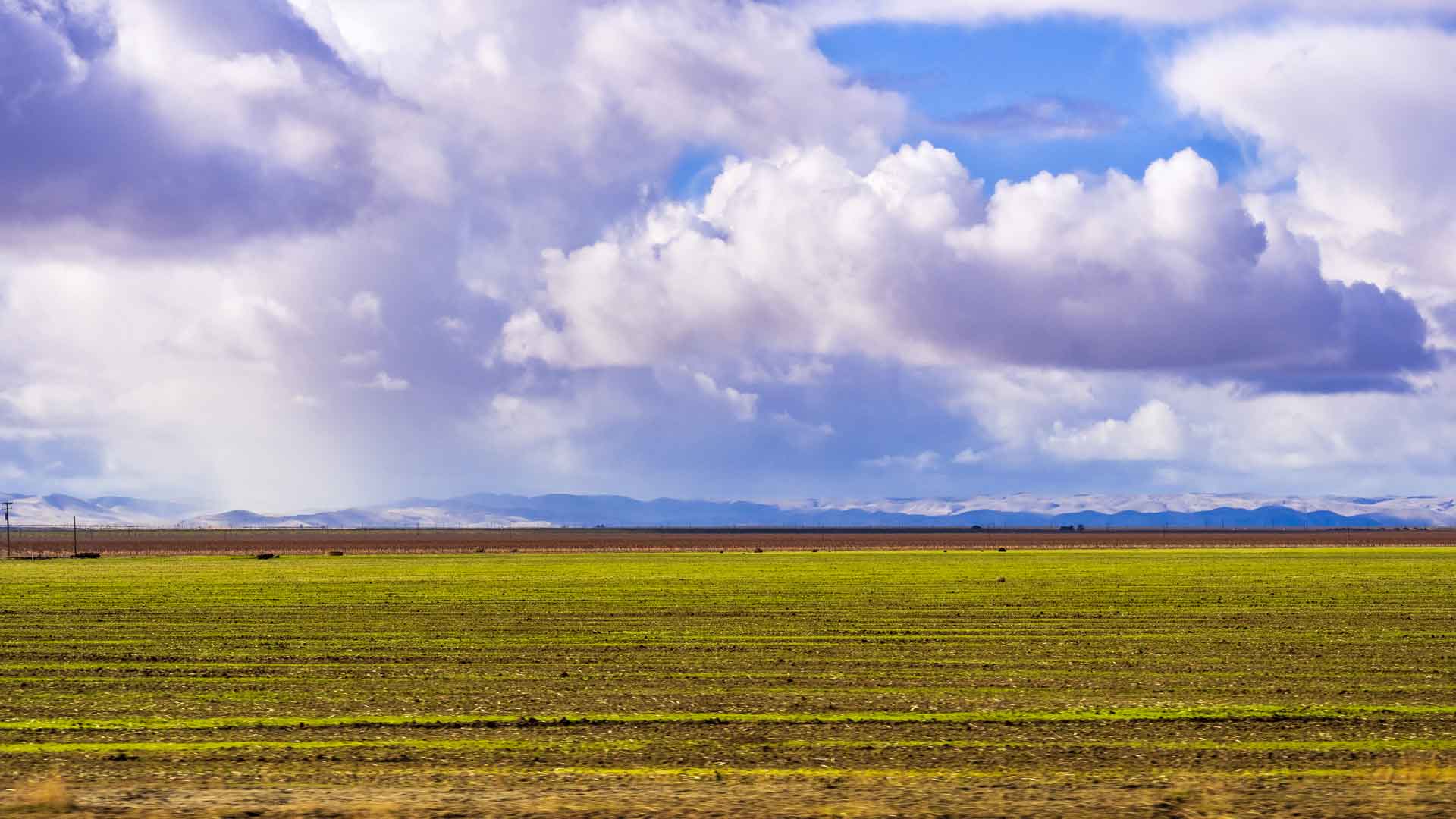 are carrots a cool weather crop