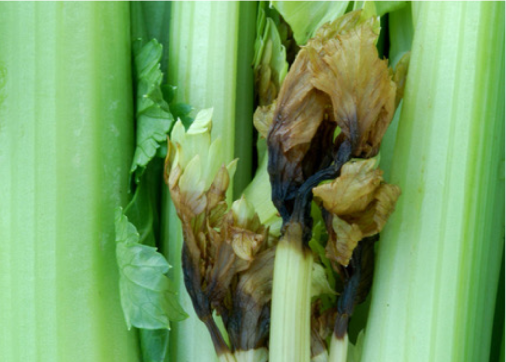 Nutrient Management and Crop Disease Prevention Progressive Crop