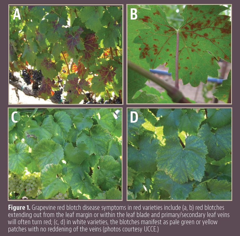 Grapevine Red Blotch-Associated Virus - North Central Integrated Pest  Management Center
