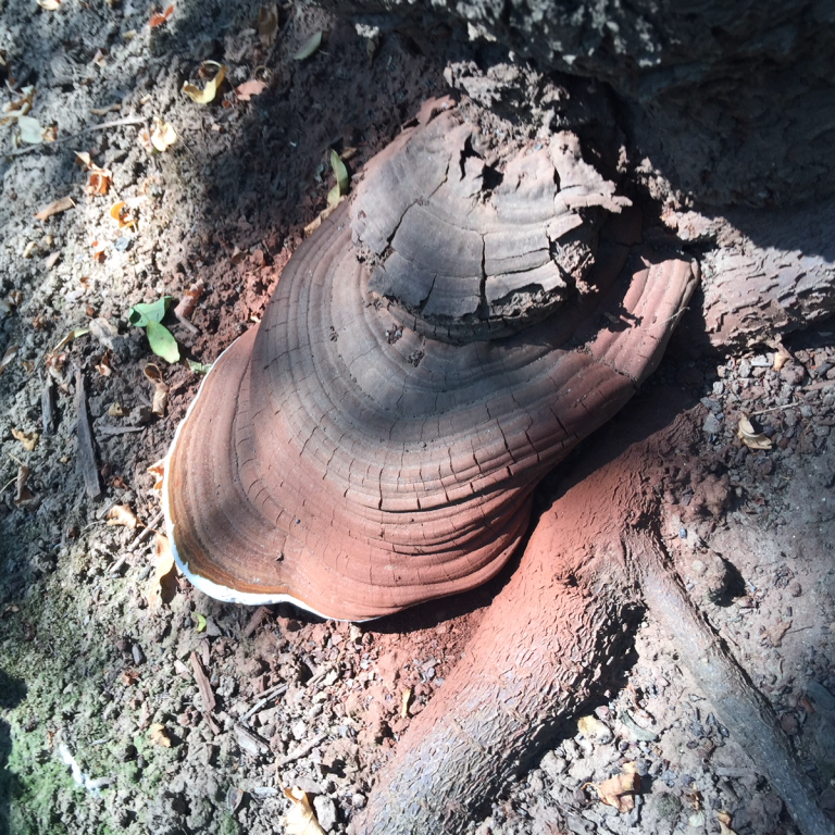Ganoderma Rot Tracking the Spread of Ganoderma Infection - Progressive Crop Consultant