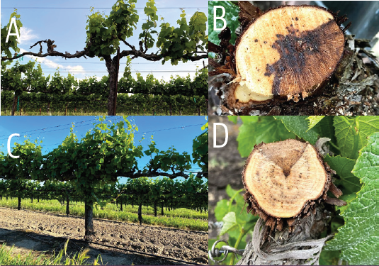 NEW VIDEO: How to prune out grapevine trunk diseases