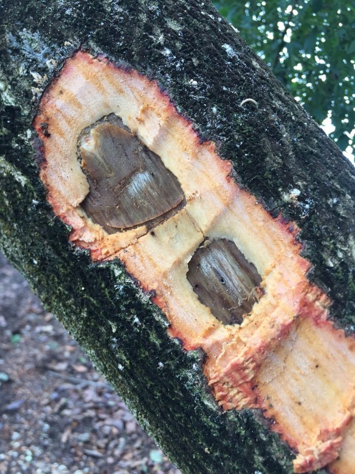 Avocado Invasive Insect Pests - Progressive Crop Consultant