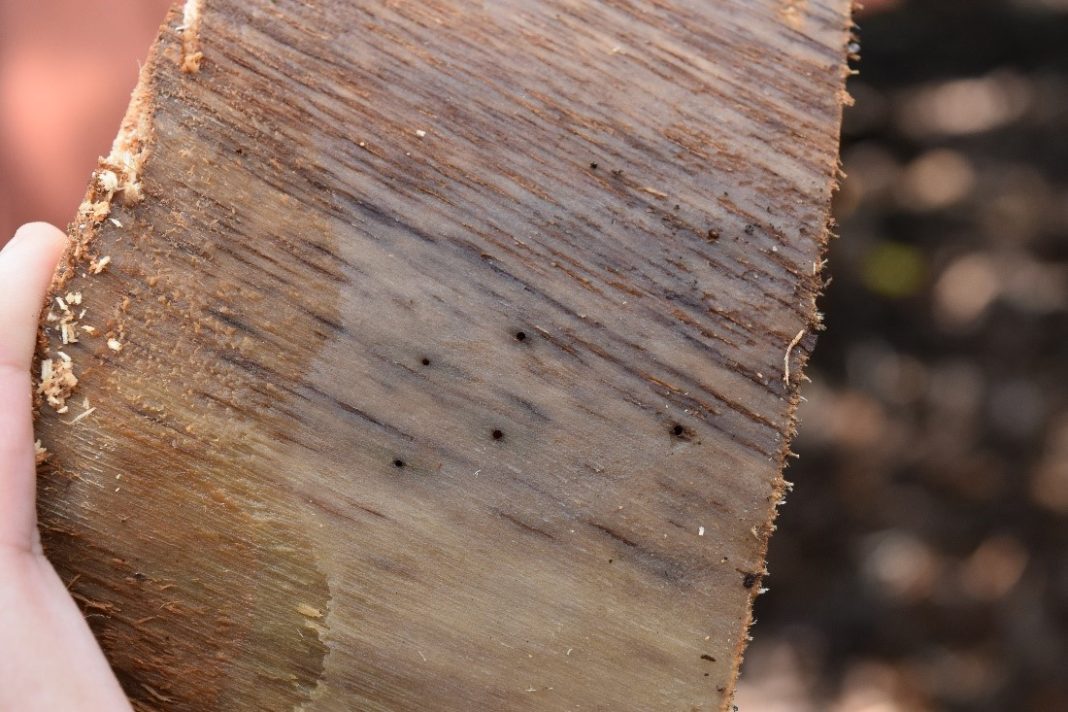 Avocado Invasive Insect Pests - Progressive Crop Consultant
