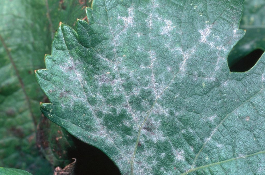 Sulfur as Part of a Powdery Mildew Control Program Progressive Crop