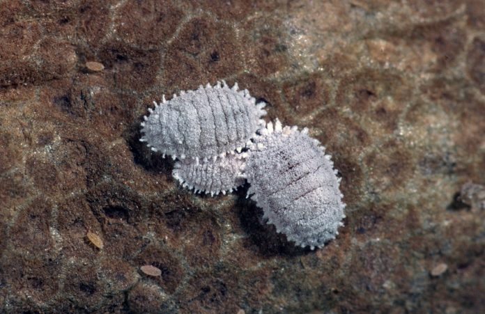 Vine mealybug by Jack Kelly Clark, UC Statewide IPM program