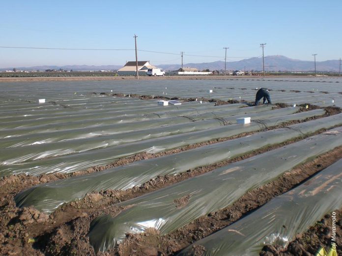 Strawberry Field