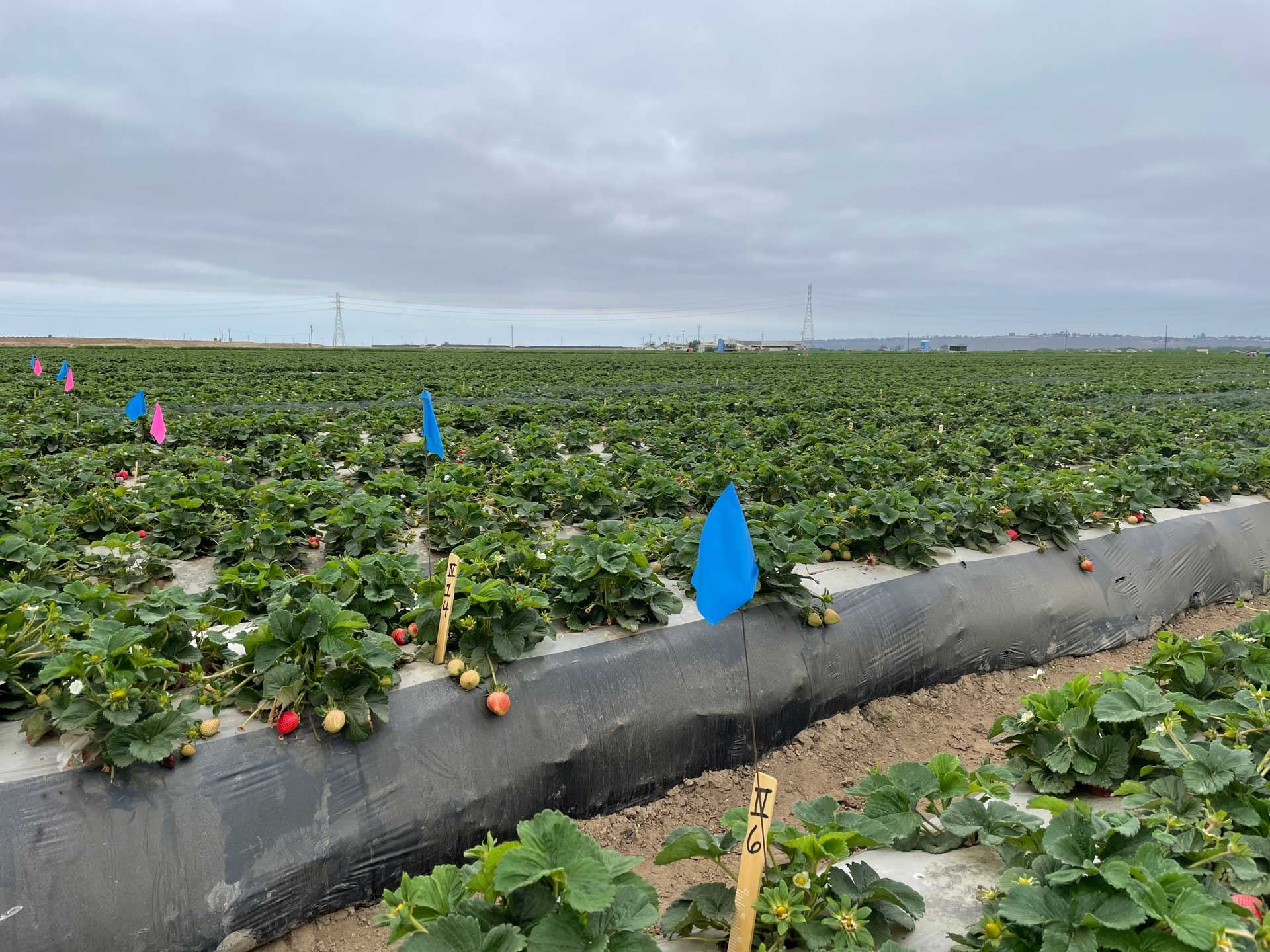 Gray Mold Rot Of Strawberry, Greenlife