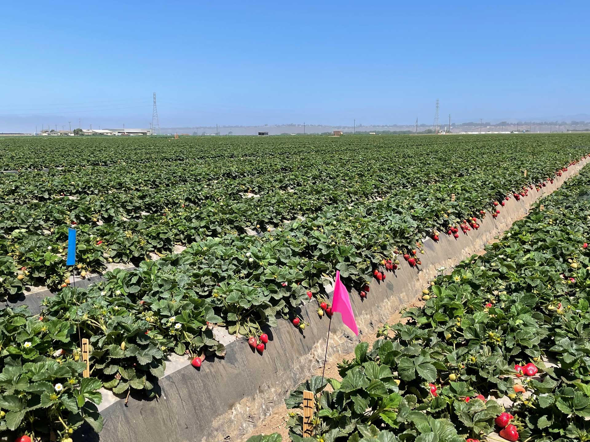 Efficacy of Biological Fungicides in Managing Gray Mold in Strawberry