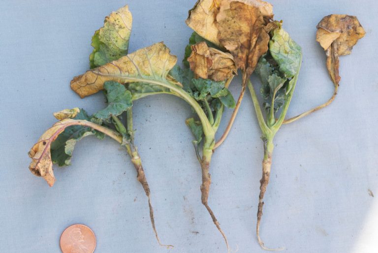 Review of Rhizoctonia Diseases of Row Crops