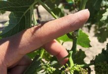 Delayed Spring Growth and Grapevine Production During Drought