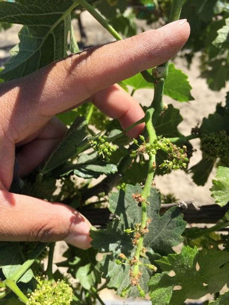 Delayed Spring Growth and Grapevine Production During Drought