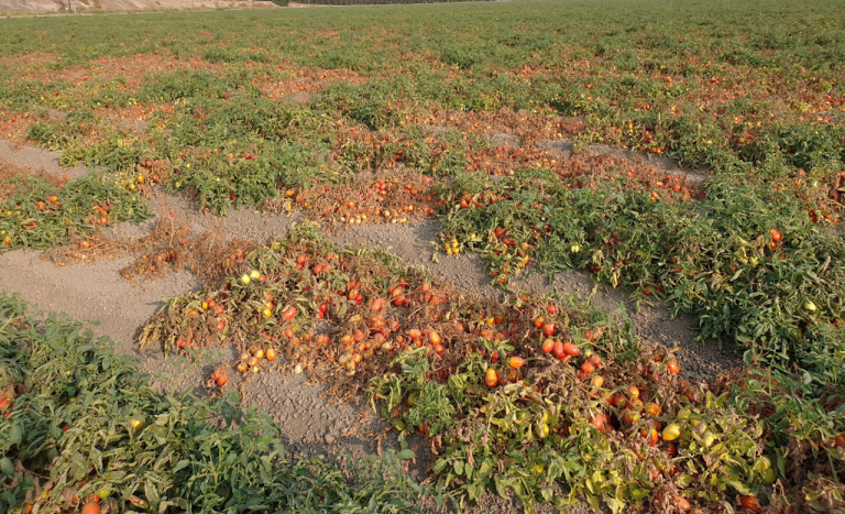 Fungal Disease Control Needed for Tomato Production