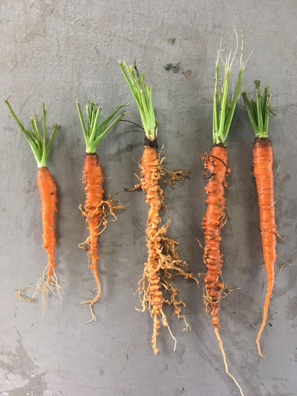 Nematodes on vegetables