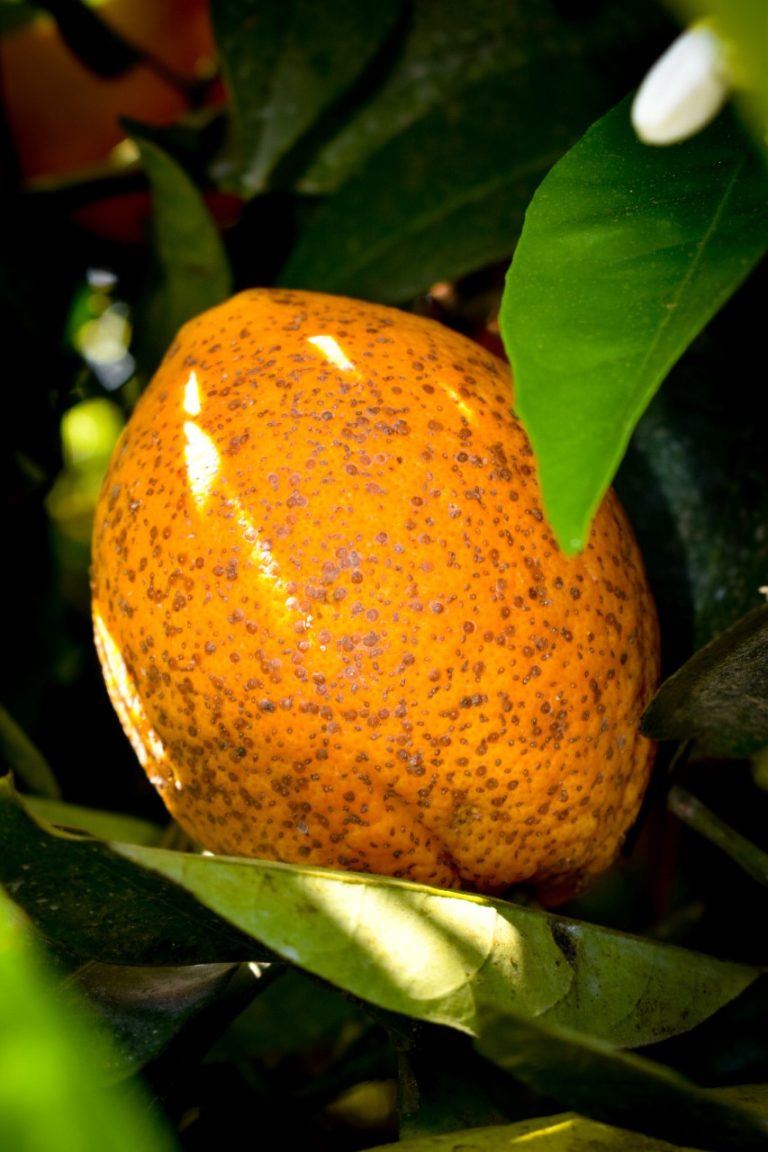 Mating Disruption of California Red Scale in Citrus