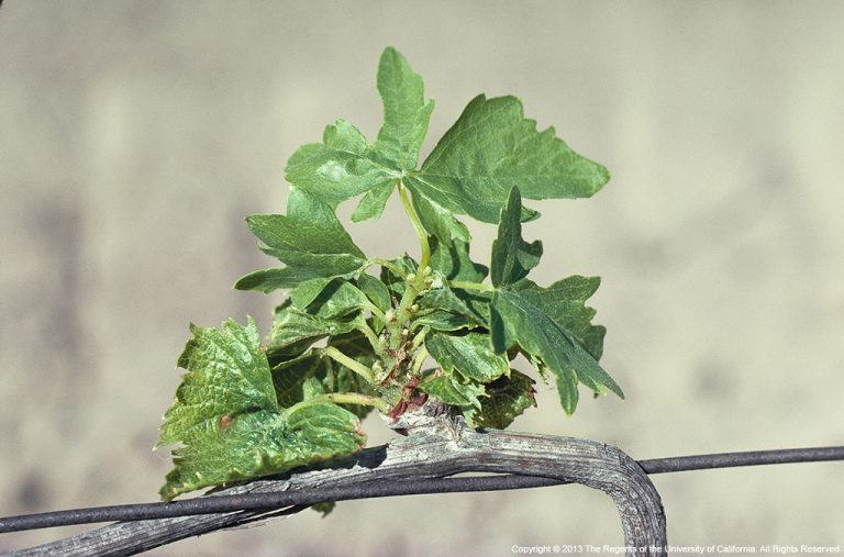 Grapevine Water and Nutrient Management Tips During Drought