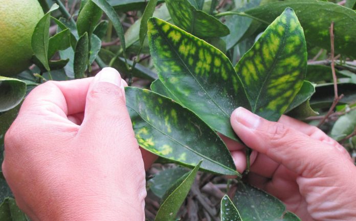 Hands with leaves