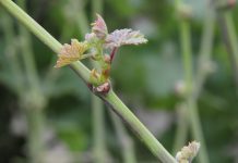 The Five Rs of Nutrition in the Vineyard