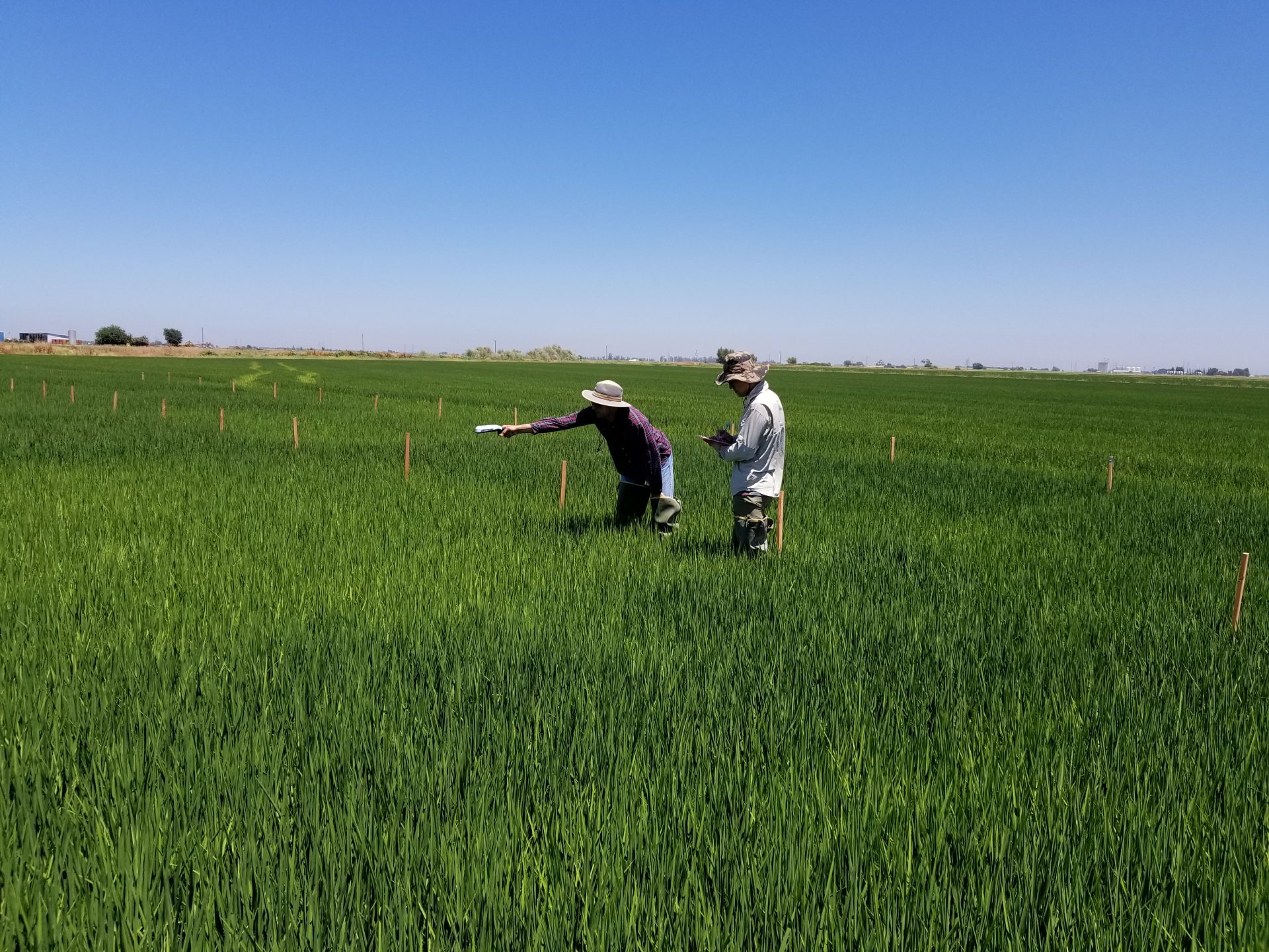 Alternative Nitrogen Management Strategies for California Rice Systems ...