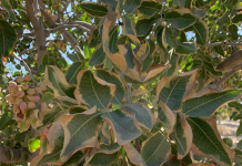 Adapting Solutions: A Novel Product for Soil Salinity Management