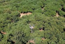 Irrigation Tools and Information for Efficient Water Management in California Avocado Production Systems