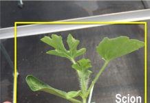 Unwrapping the Possibility of Watermelon Grafting