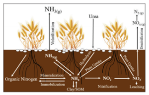 Understanding and Leveraging the Nitrogen Cycle for Informed Almond ...