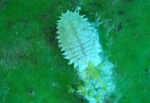 Research Updates on Integrated Pest Management for Citrus Mealybug in California Citrus