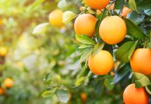 Properly Timed Foliar-Applied Urea and Phosphite Increase Citrus Yield and Fruit Size