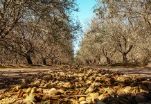 How to Pay for the Upfront Investment of Whole-Orchard Recycling and Long-Term Return on Investment